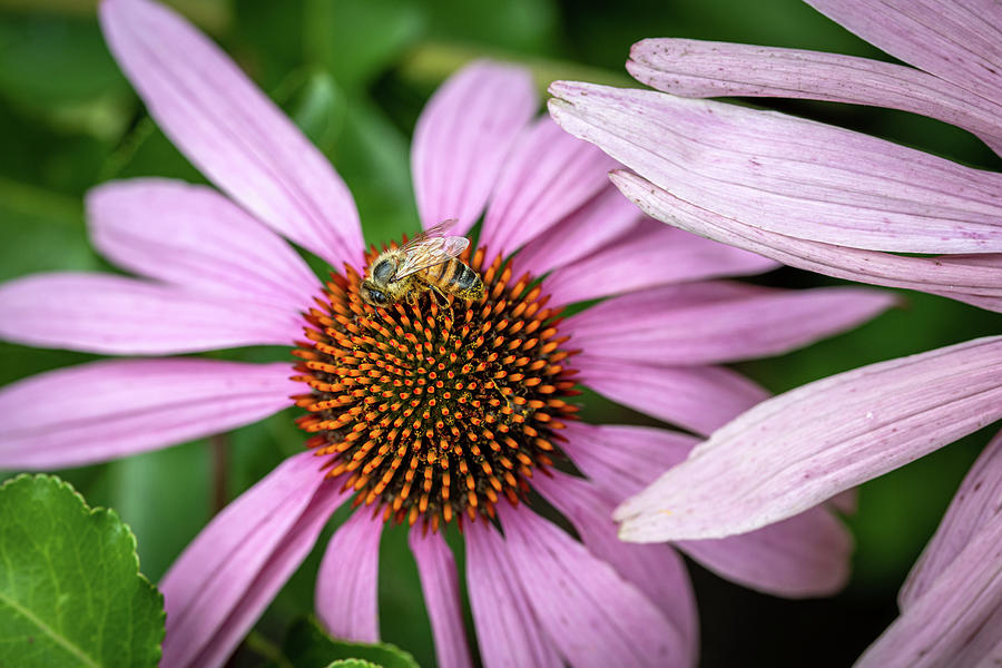 Eastern Honey Bee on a Purple Coneflower Photograph by Robert J Wagner