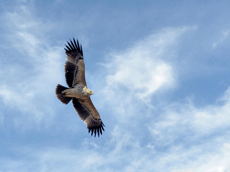 Eastern Imperial Eagle - Aquila Heliaca Photograph