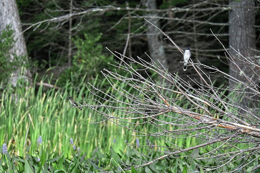 Eastern Kingbird and Alder Flycatcher, Norway,  Maine Photograph by Steven Ralser