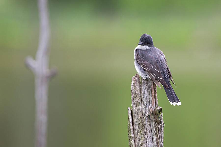Eastern Kingbird Photograph by Dale Kincaid