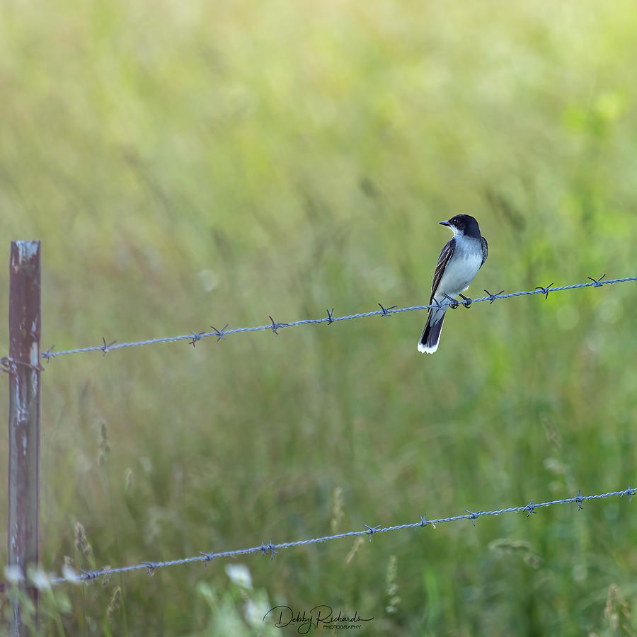 Eastern Kingbird Photograph by Debby Richards