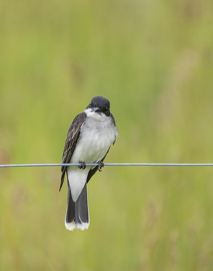 Eastern Kingbird Photograph by Gail Shotlander