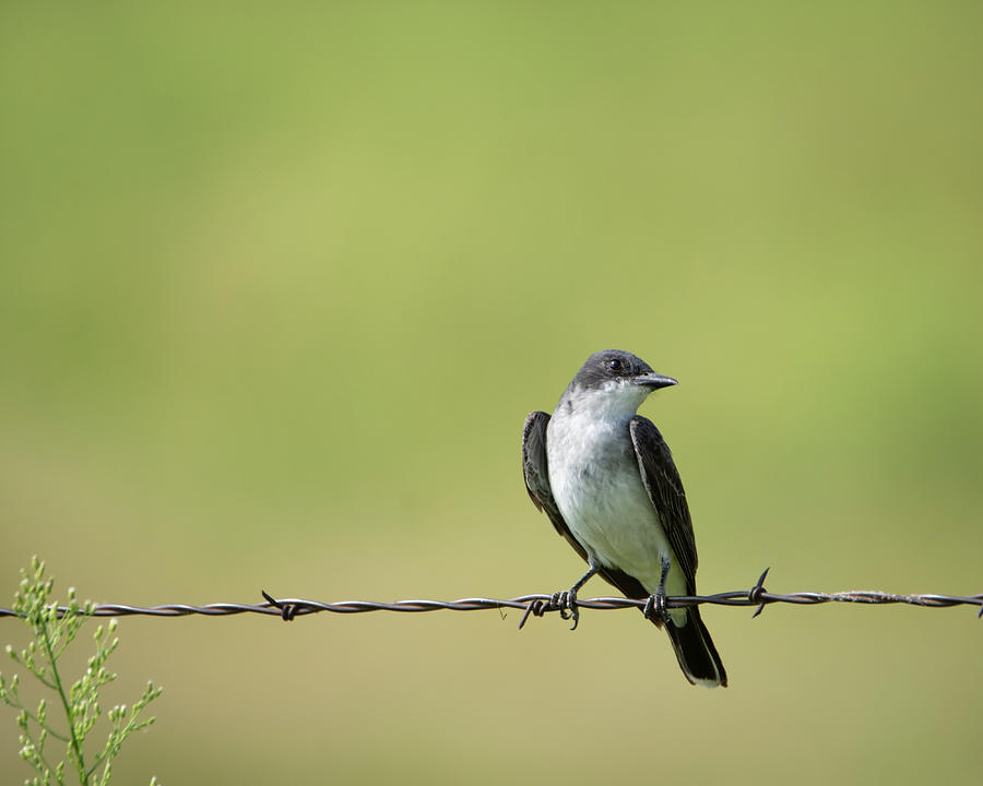 Eastern Kingbird in the Country Photograph by Debra Martz