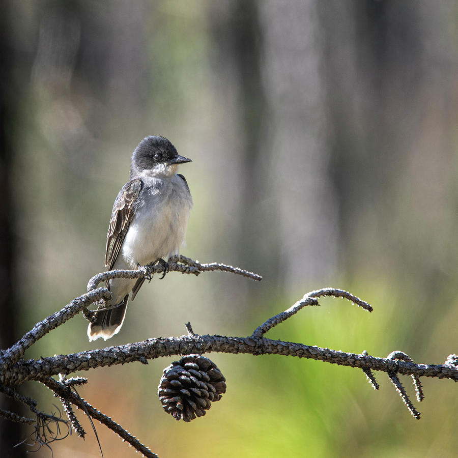 Eastern Kingbird in the Croatan National Forest - North Carolina Photograph by Bob Decker