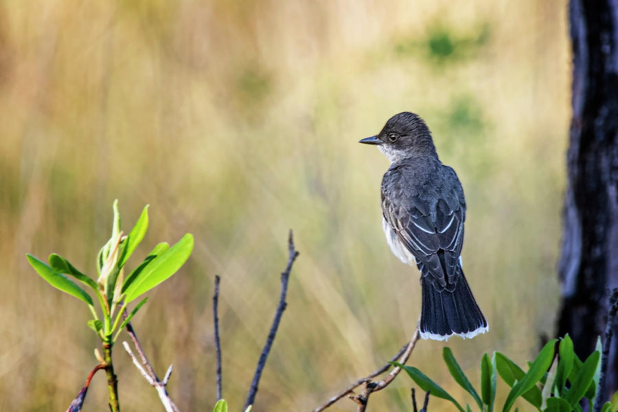 Eastern Kingbird in the Pine Savana - Croatan National Forest Photograph by Bob Decker