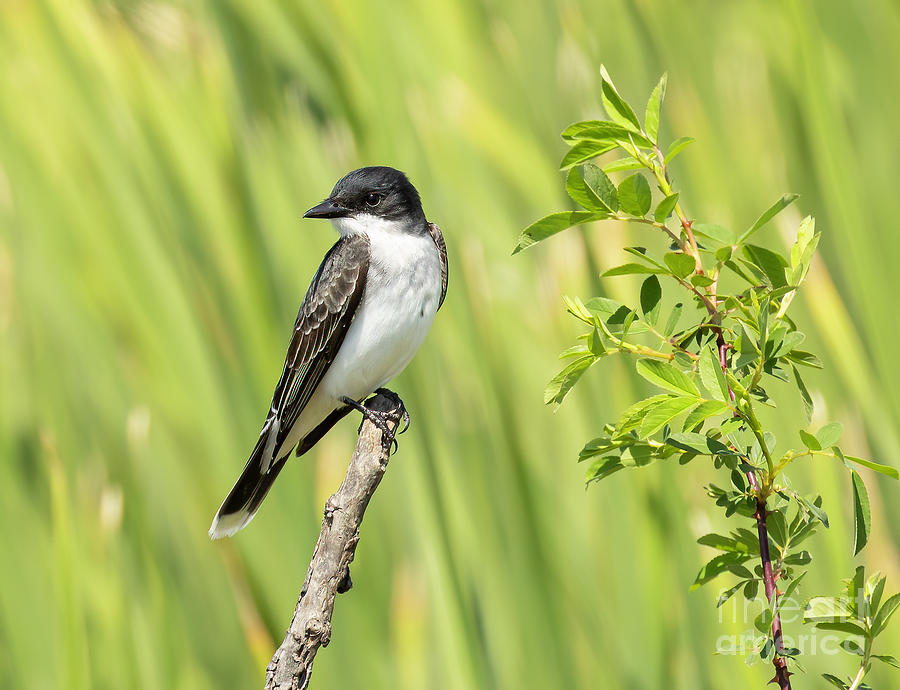 Wildlife Photograph - Eastern Kingbird by Michelle Tinger