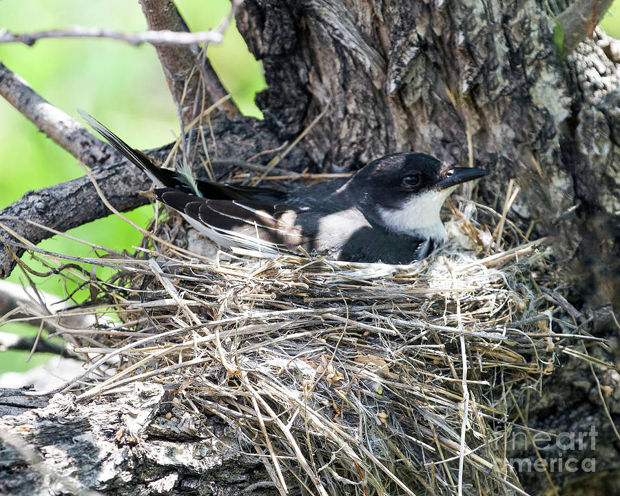 Eastern Kingbird on Nest Photograph by Shirley Dutchkowski