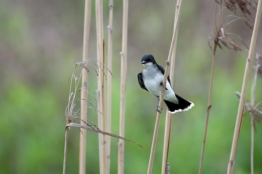 Eastern Kingbird on the Hunt Photograph by Fon Denton