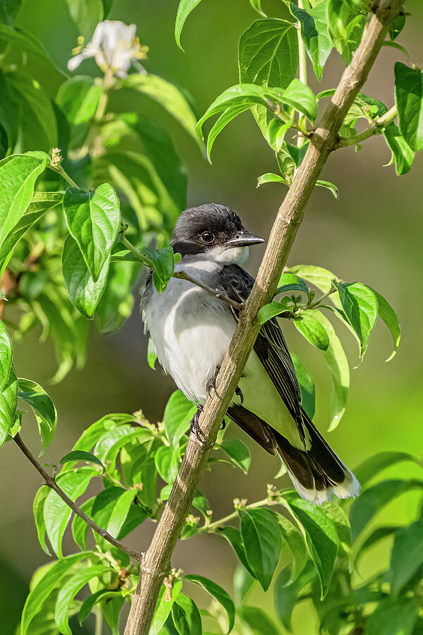 Eastern Kingbird Perched #4 Photograph by Morris Finkelstein - Fine Art ...