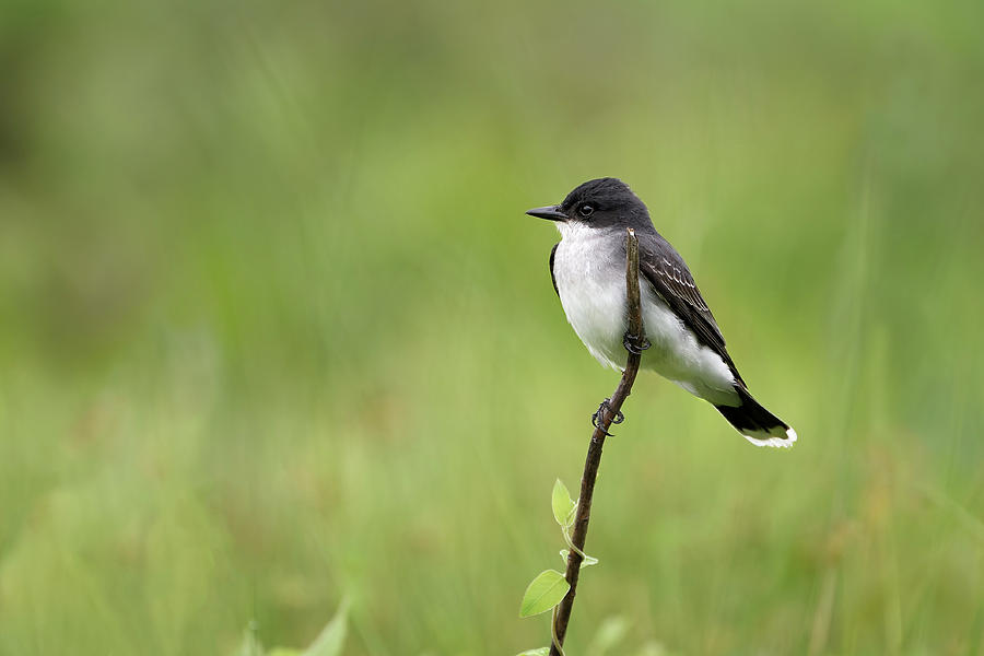 Eastern Kingbird Perched Photograph by Fon Denton