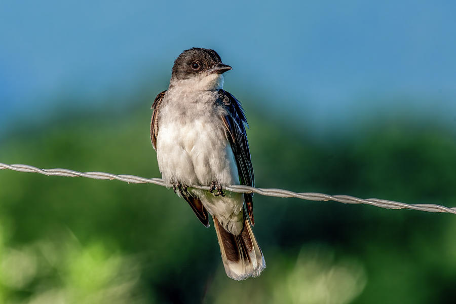 Eastern Kingbird Sitting Pretty Photograph by Marcy Wielfaert