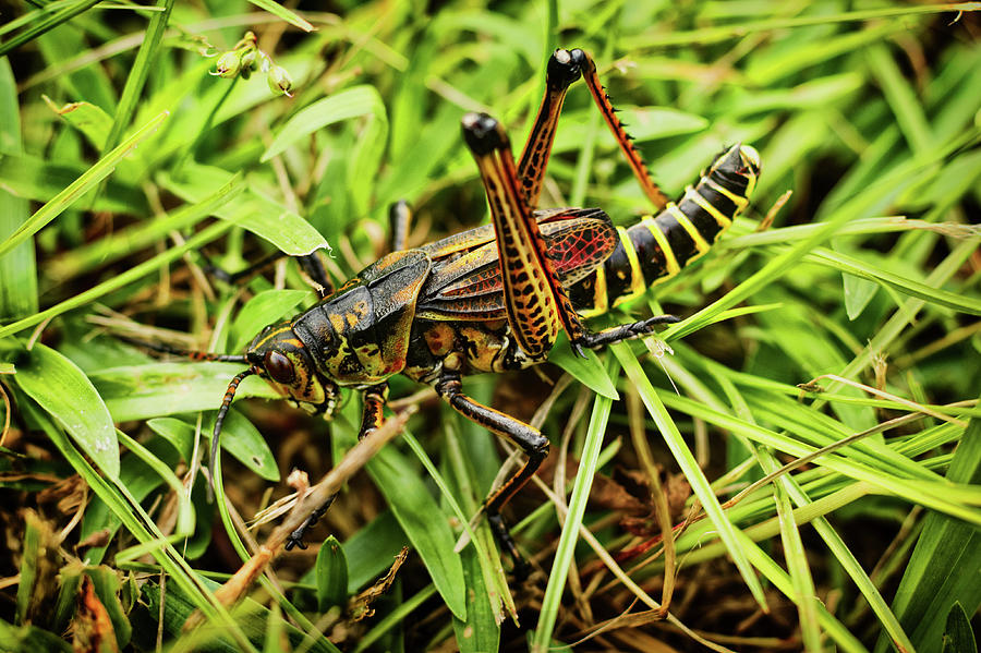 Eastern Lubber Grasshopper Photograph by Brian M Davis Photography