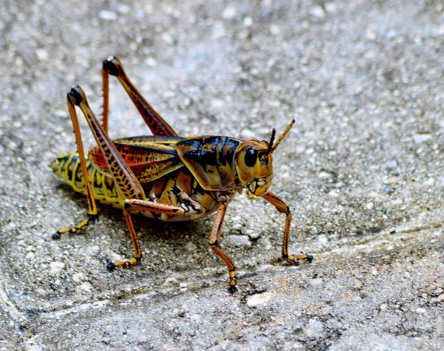 Eastern Lubber Grasshopper Photograph by Warren Thompson - Fine Art America