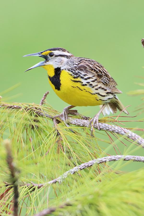 Eastern Meadowlark Singing Photograph by Chris Williams - Fine Art America