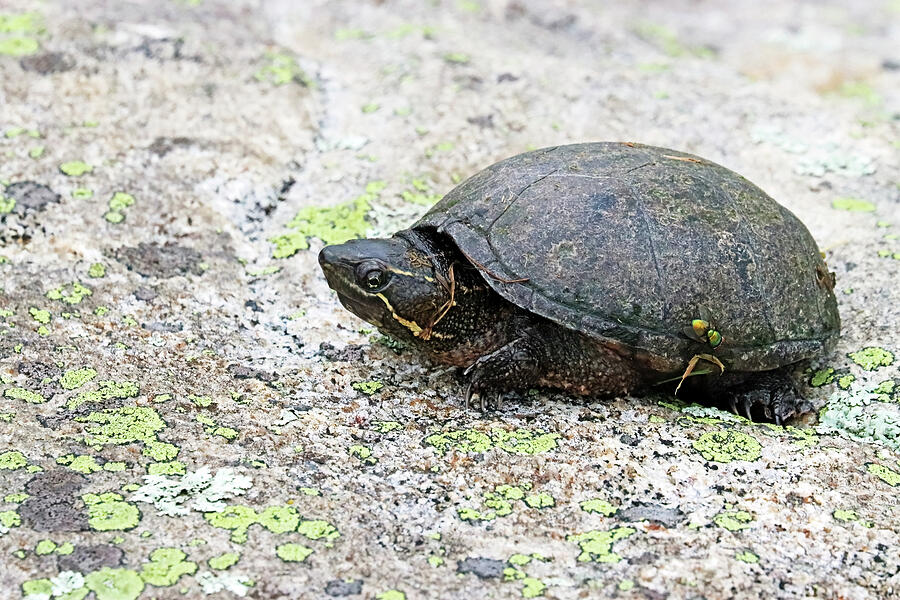 Eastern Musk Turtle Photograph by Debbie Oppermann - Fine Art America