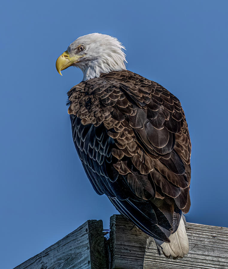 Eastern Neck Bald Eagle Photograph by Brian Shoemaker