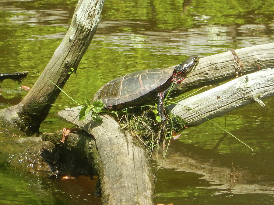 Eastern Painted Turtle on log Photograph by Lisa Heishman | Fine Art ...