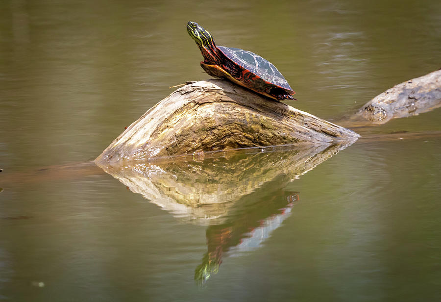 Turtle Photograph - Eastern Painted Turtle  by Ricky L Jones
