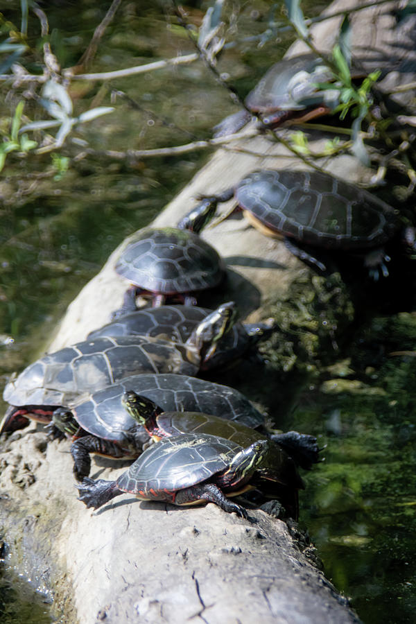 Eastern Painted Turtles Photograph by Matt Fox - Fine Art America