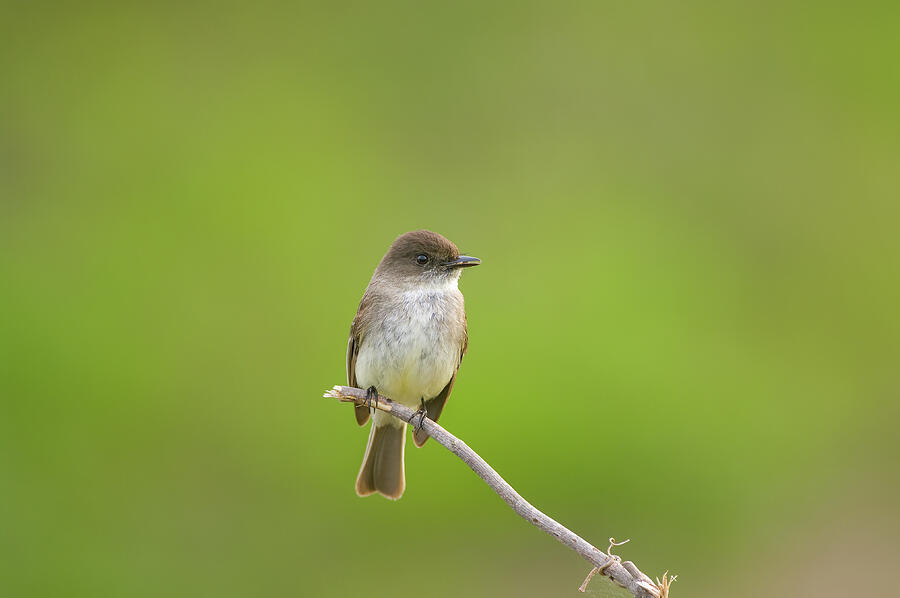 Eastern Phoebe - 4877 Photograph by Jerry Owens