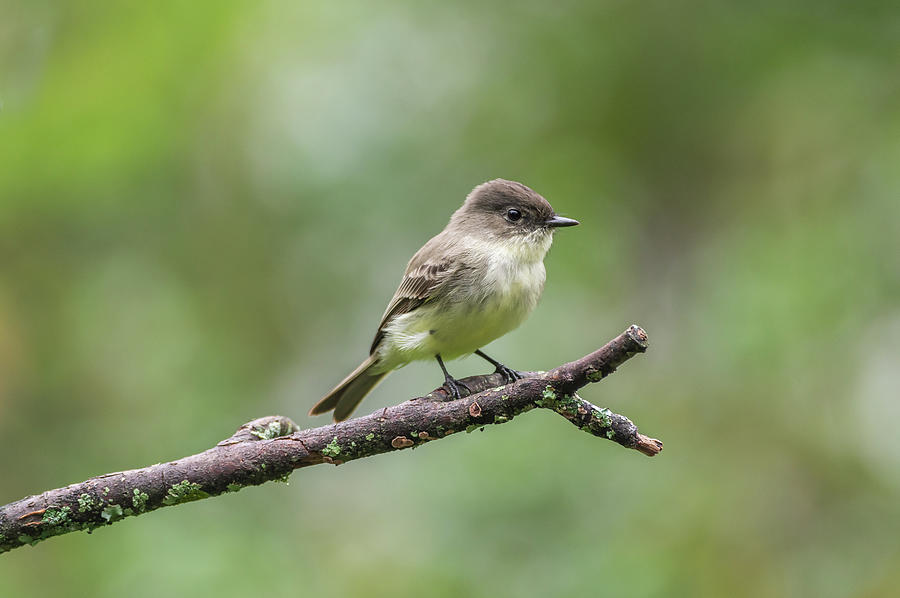 Eastern Phoebe - 8578 Photograph by Jerry Owens