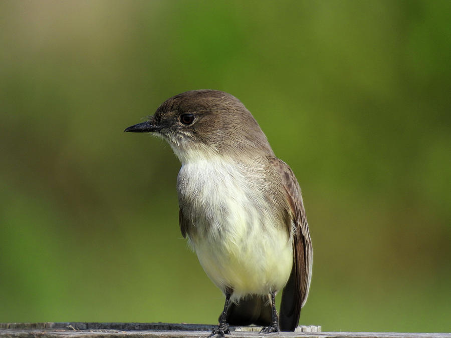 Eastern phoebe at Lake Apopka Wildlife Drive in Florida Photograph by ...