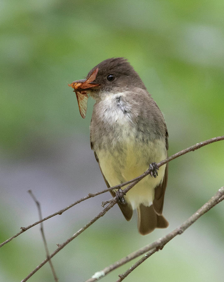 Eastern Phoebe Photograph by David Salter