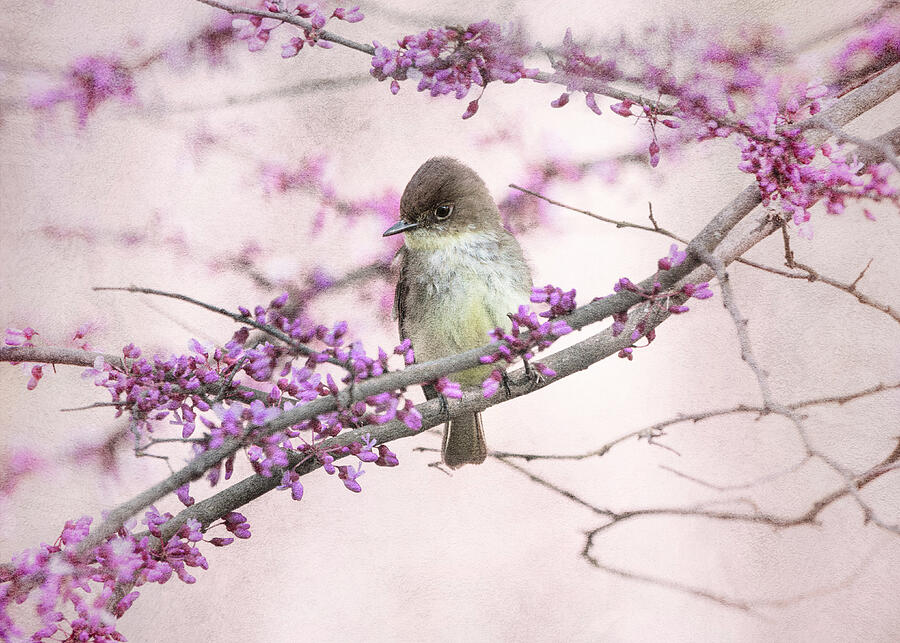 Eastern Phoebe In Spring Blossoms Photograph by Dan Sproul Eastern Phoebe In Spring Blossoms Photograph by Dan Sproul