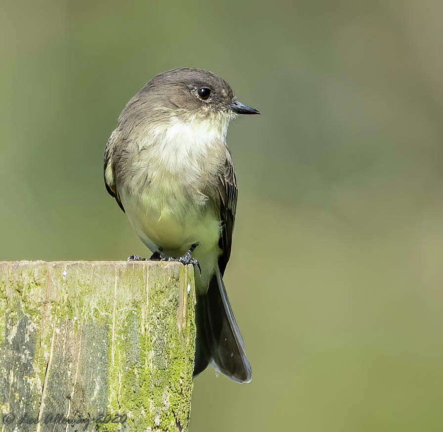 Eastern Phoebe Photograph by Lee Alloway