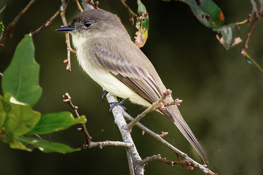 Eastern Phoebe Photograph by Les Greenwood