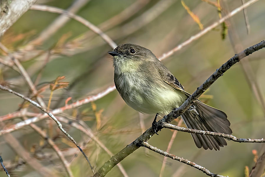 Eastern Phoebe Photograph by Matthew Lerman - Pixels