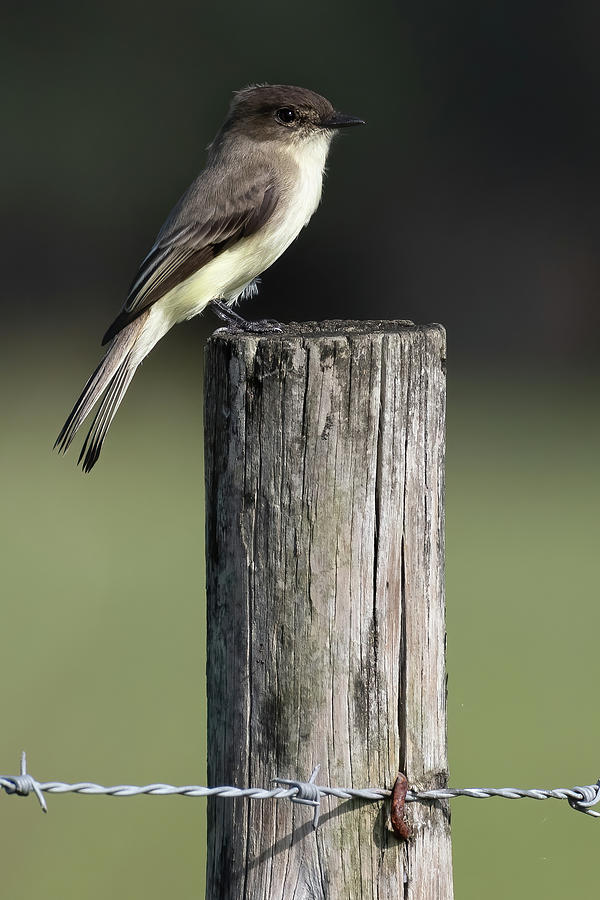 Eastern Phoebe on a Fence Post. Photograph by Bradford Martin