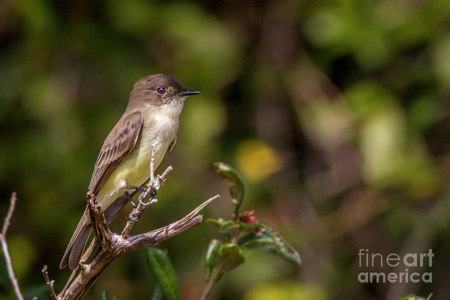 Eastern Phoebe Portrait Photograph by Tom Claud
