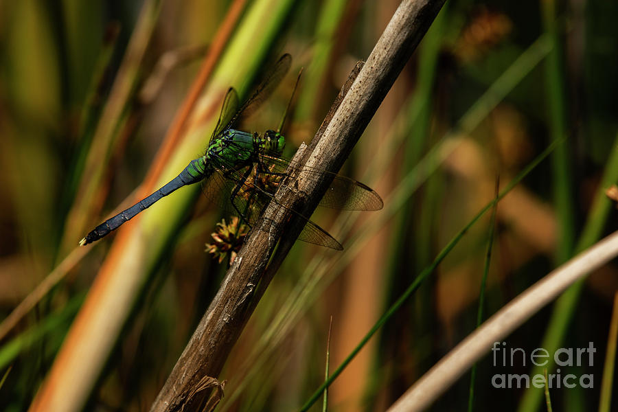 Eastern Pondhawk Dragonfly Photograph by JT Lewis