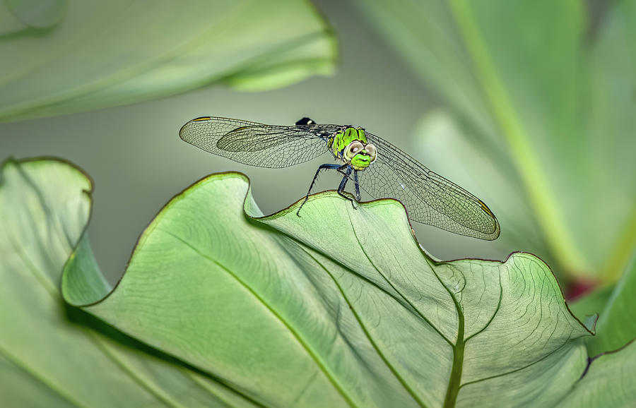 Insects Photograph - Eastern Pondhawk Dragonfly by Morey Gers