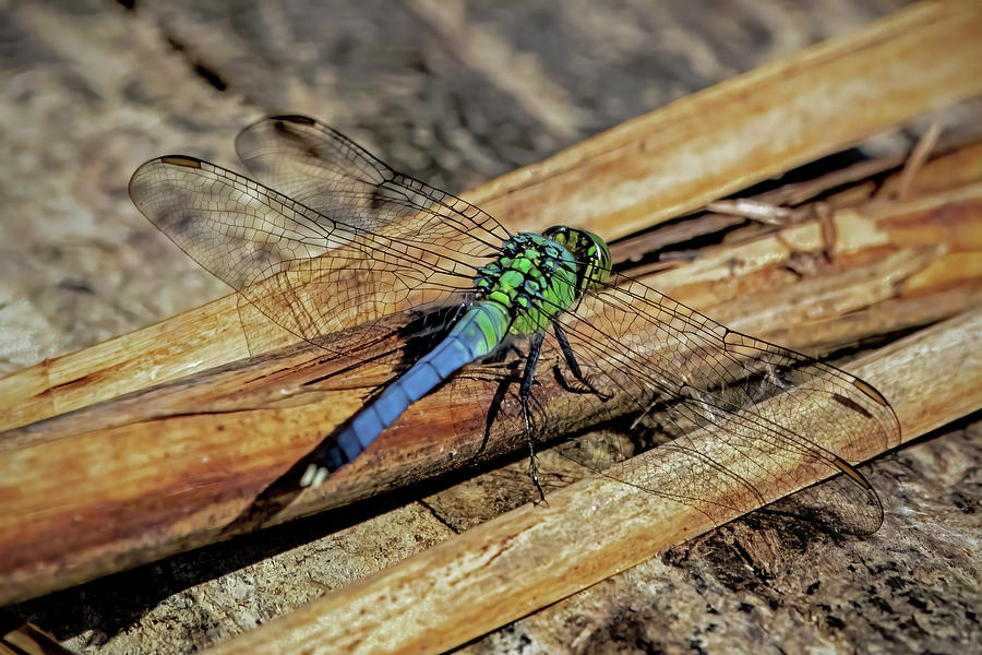 Eastern Pondhawk Photograph by Ira Marcus