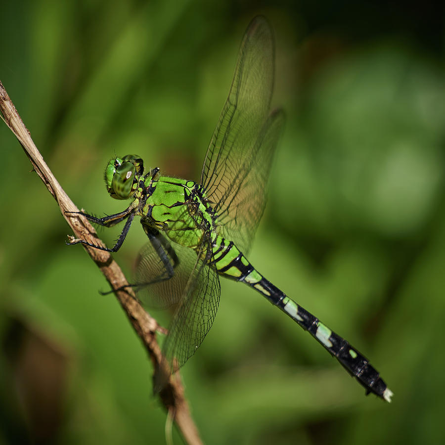 Eastern Pondhawk Photograph by Richard Rizzo - Fine Art America