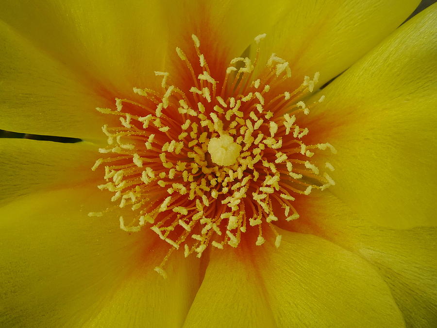 Eastern Prickly Pear Cactus Close-up Photograph by Lyuba Filatova