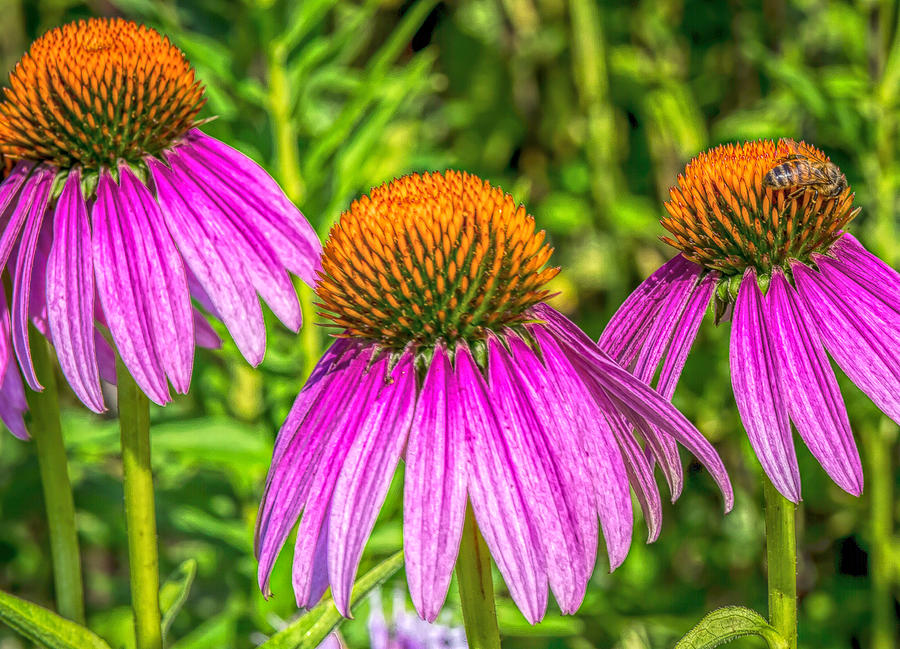 Eastern Purple Coneflower Photograph by Susan Hope Finley