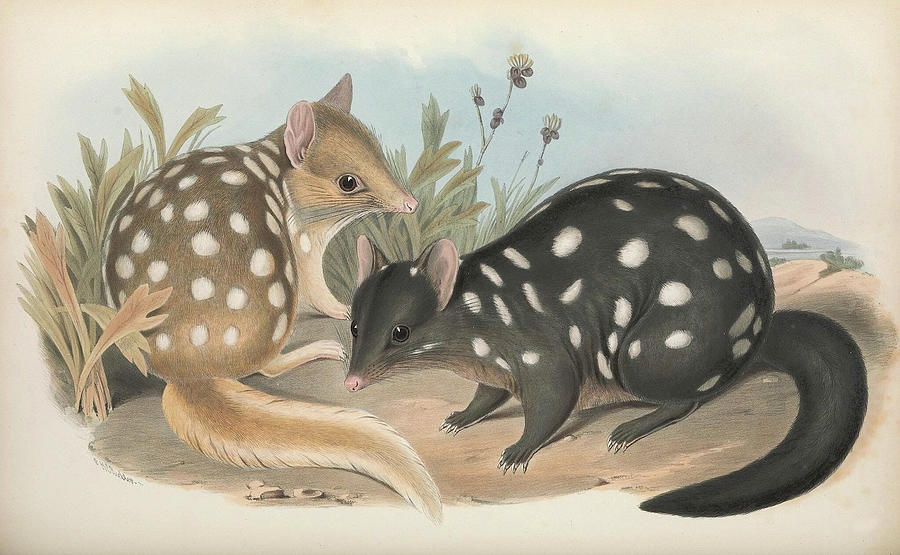 Eastern Quoll Drawing by John Gould