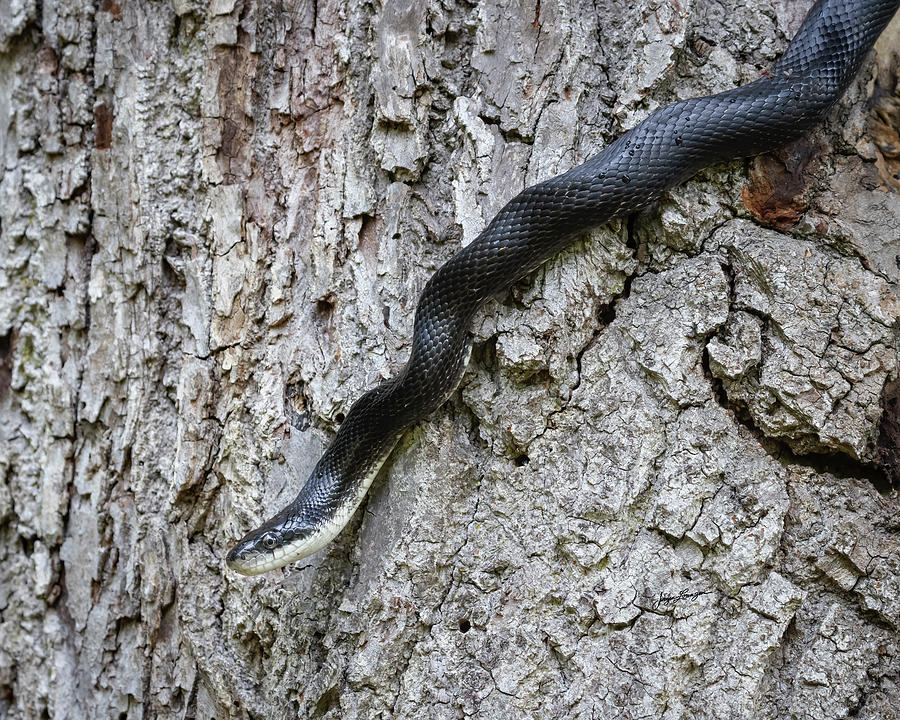 Eastern Rat Snake Photograph by Jurgen Lorenzen