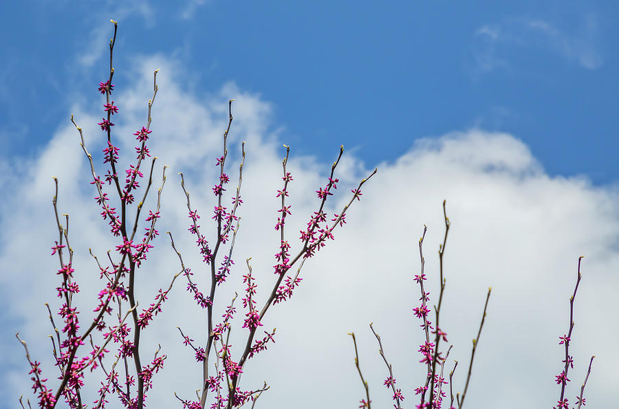 Eastern Red Bud and Cloud Photograph by Cate Franklyn