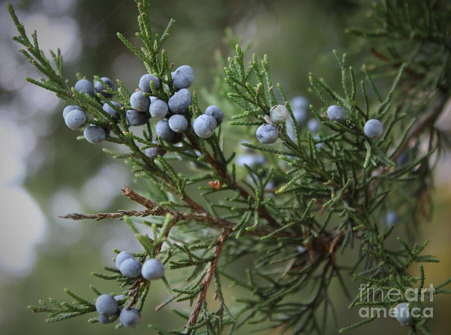 Eastern Red Cedar Photograph by Dr Debra Stewart's Gallery - Pixels