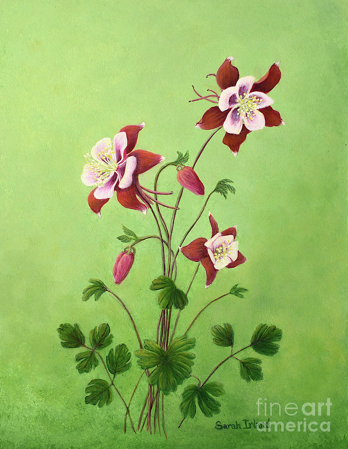 Eastern Red Columbine Painting by Sarah Irland