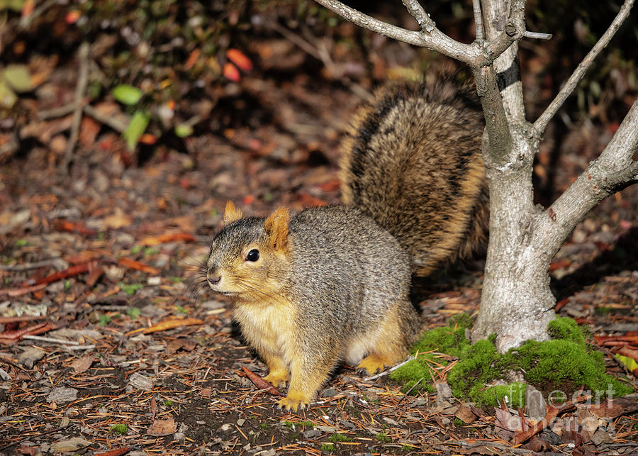 Eastern Red Fox Squirrel In Autumn Photograph By Jackie Follett