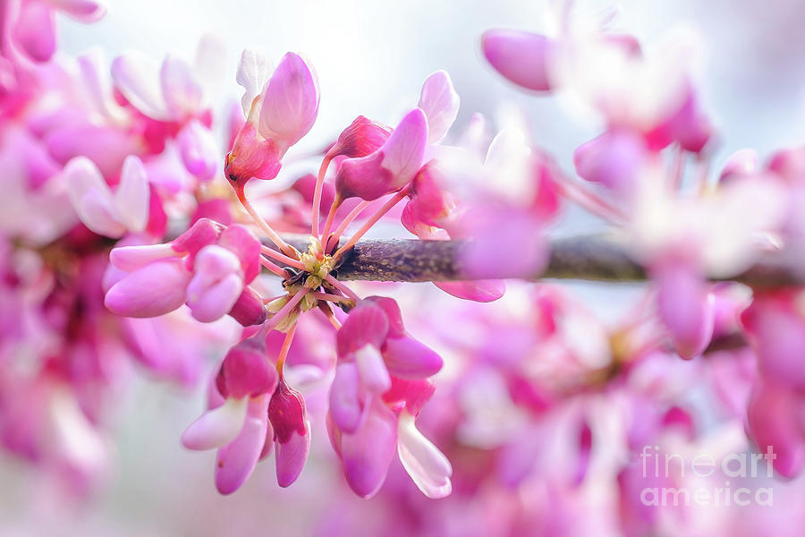 Eastern Redbud Floral Photograph Photograph by Stephen Geisel