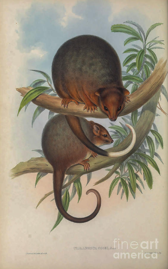 Eastern ring-tailed possum, c1 Drawing by Historic Illustrations