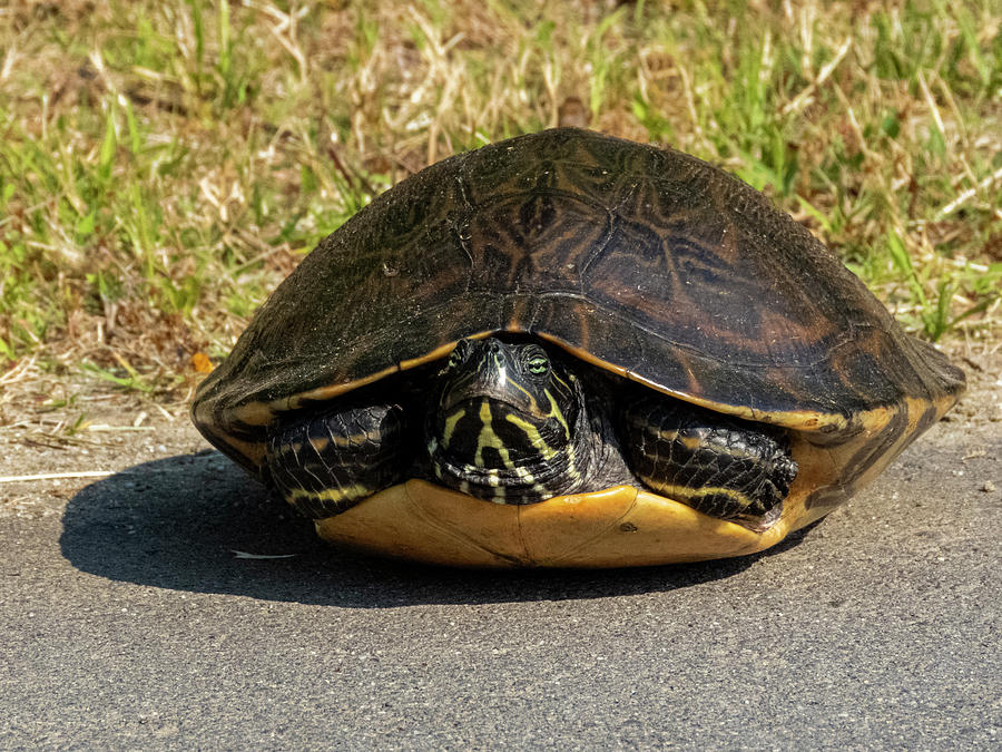 Eastern River Cooter Turtle Photograph by J M Farris Photography | Fine ...