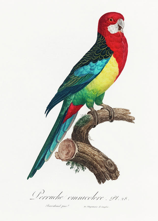 Eastern Rosella Mixed Media by World Art Collective