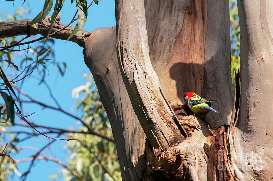 Eastern Rosella Parrot Tree House Photograph by Bob Phillips